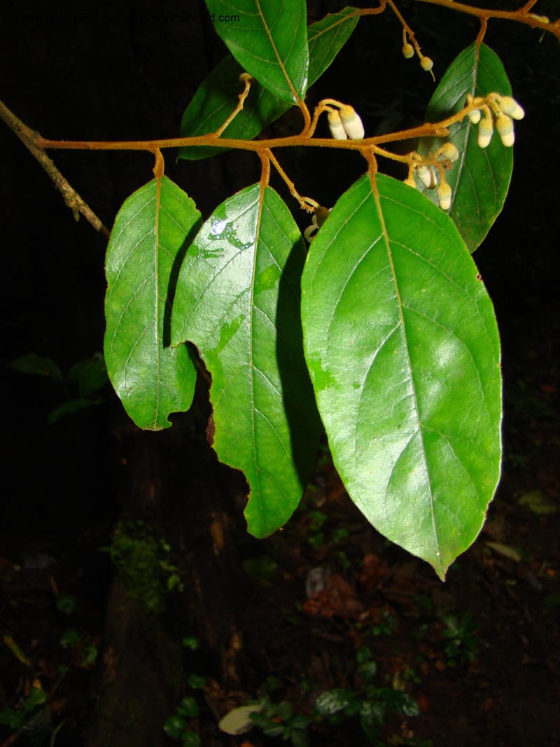 Styrax nicaraguense, WDStevens27263--Nicaragua. Matagalpa. Cerro Picacho at Selva Negra. 16 Jun 08. 035.jpg