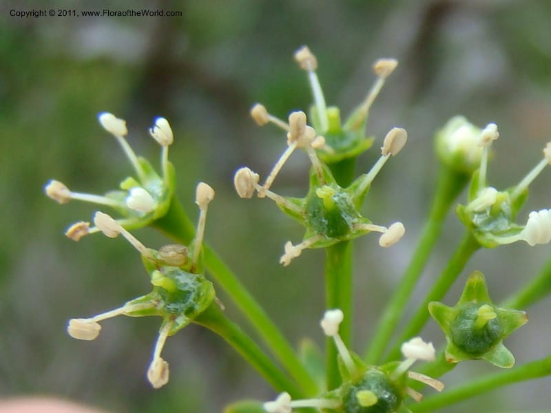 Myodocarpus crassifolius, not coll.--New Caledonia. Pl des Lacs. Ca. Grand Lac. 21 Jan 2010. 293 (261).jpg
