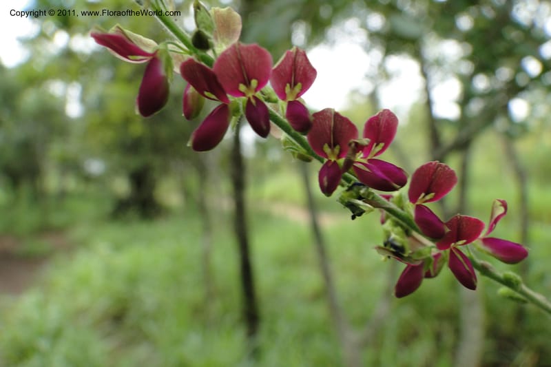 Desmodium, W. D. Stevens 31173--Paraguay. Edo. Concepcion. Garay Cue. 19 Mar 2011. 406 (10).jpg