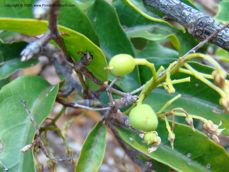 Agatea longipedicellata, JMunzinger4841--New Caledonia. Kwe Bwinyi Riv., old bridge. 18 Nov 07. 014.jpg