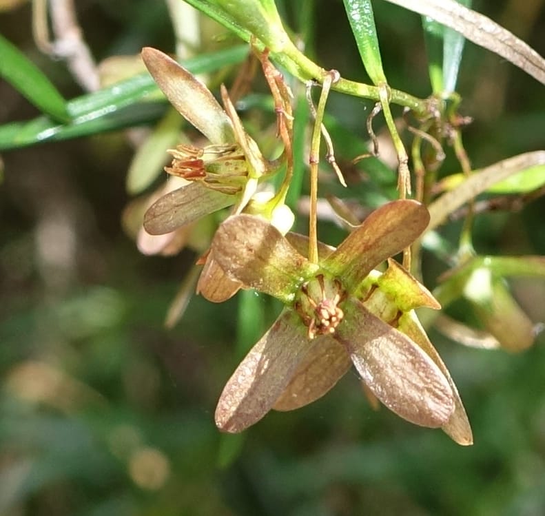 Aphanopetalum clematideum, Davidson, C 13444--Australia. W.A. Geraldton. Chapman River. 25 Oct 2016.  (9).JPG
