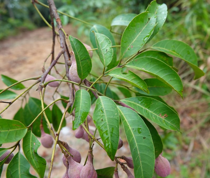 Trichilia, C. Davidson 14056--Gabon. Maboumine. 23 Oct 2019. DSC01631 (161).JPG