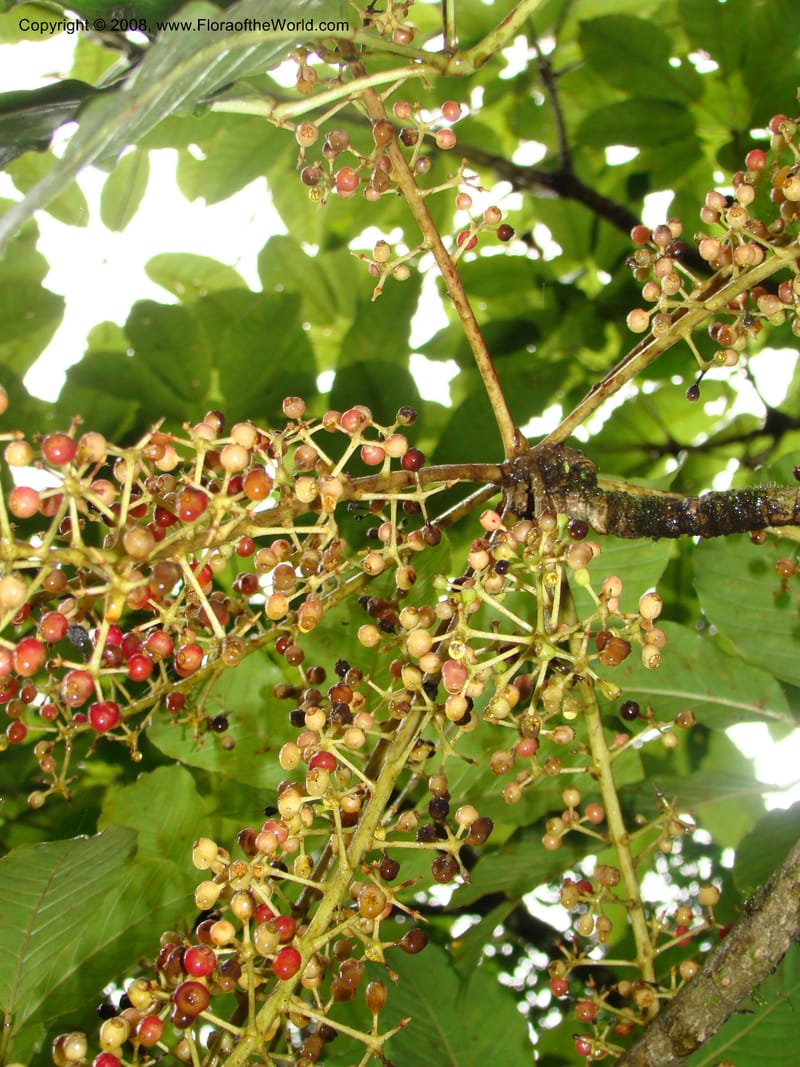 Schefflera stolzii, RGereau7021--Tanz. Mbeya Rural Distr. Ngozi Crater. 26 Jan 08. 190.jpg