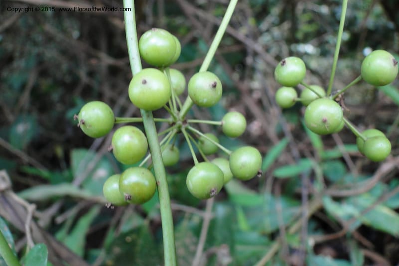 Smilax, Regalado 1926--Viet Nam. Da Ha to Tan Not R. Sta. 14 May 2011. 221 (5).jpg