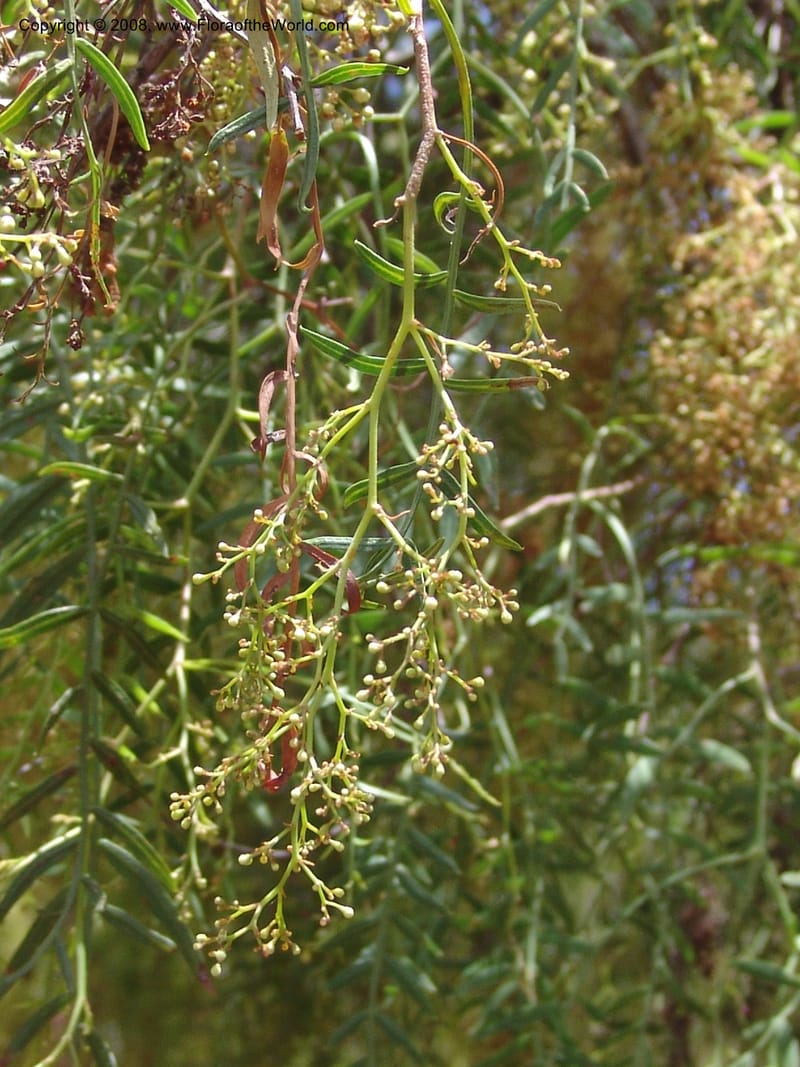 Schinus molle--Bolivia. La Paz. Send. Aguila. 4 Dec 04. 102.jpg