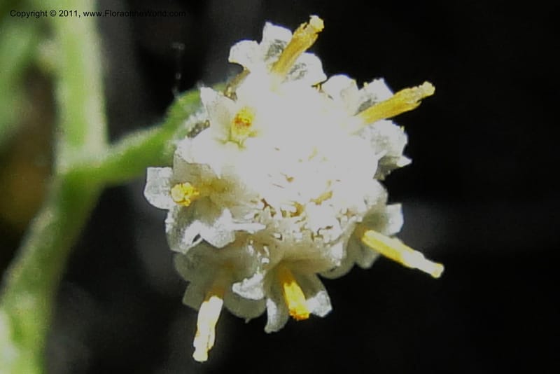 Antennaria racemosa, Davidson, C 11875--Idaho. Idaho Co. Warren Wagon Rd. 8 July 2011. 167 (2).jpg
