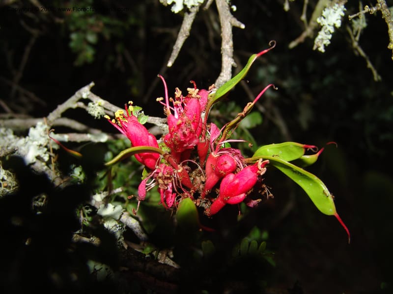 Schotia afra--So.Africa. E. Cape. Uitenhage Nat. Res. 6 Mch 05. 209.jpg
