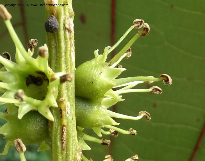 Octomeles sumatrana, Davidson, C 12682--Sabah. Danum Valley. 4 Oct 2014. DSC01741 (369).JPG