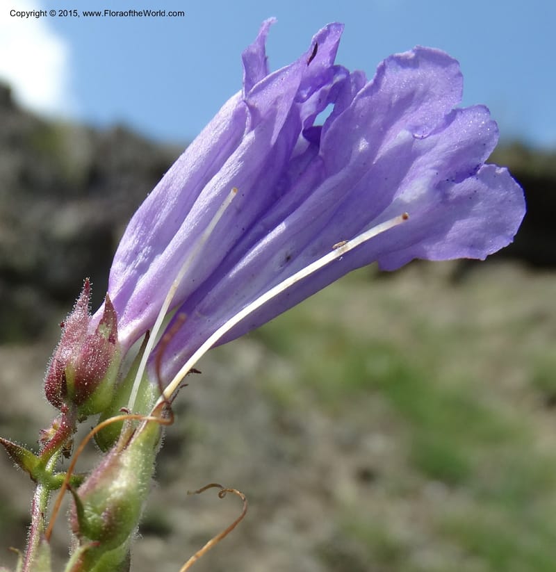 Penstemon fruticosus var. serratus, Davidson, C 12590--ID. Idaho Co. Seven Devils Camp Ground. 15 Jul 2014. DSC00113 (102).JPG