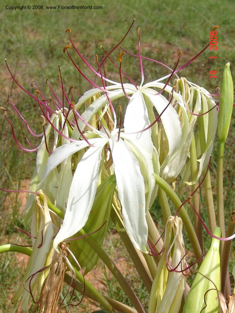 Crinum, not coll.--Madag. Prov. Fianar. 5 km SW of Ilakaka. 14 Jan 06. 004.jpg