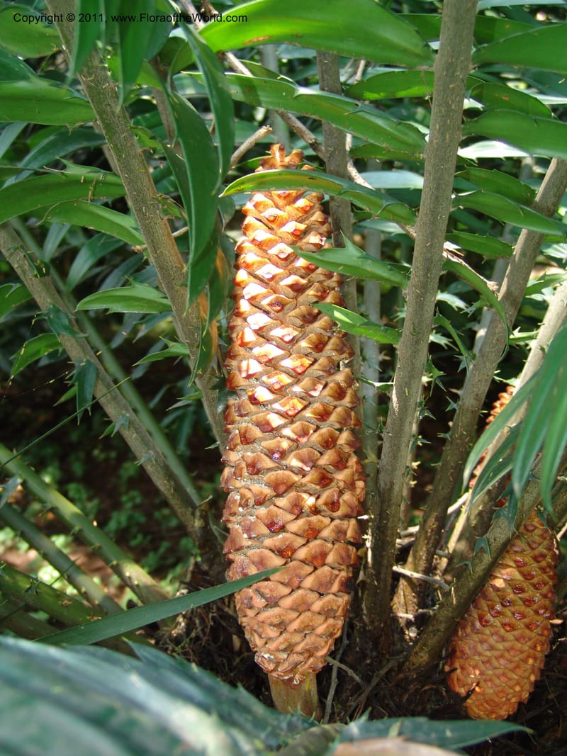 Encephalartos gratus--So.Africa. Lowveld Nat. Bot. Gard. 14 Mch 05. 344.jpg