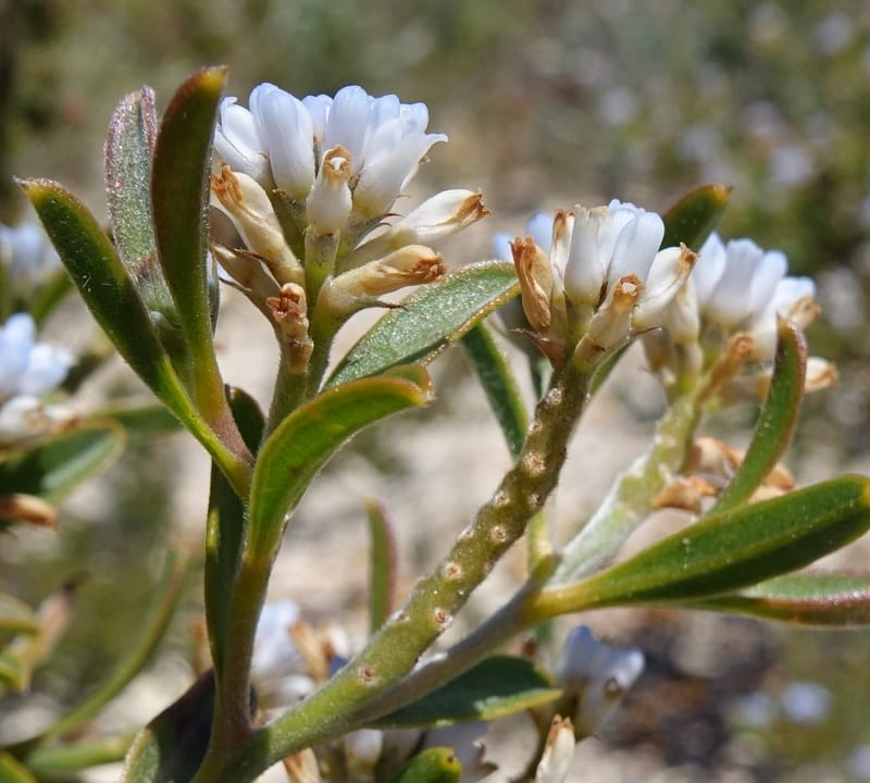 Conospermum nervosum, Davidson, C 13429--Australia. W.A. Green Head-Coorow Rd. Stop 2. 24 Oct 2016. DSC04873 (154).JPG