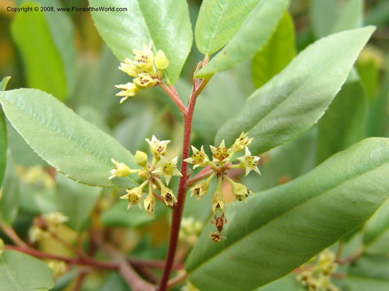 Rhamnus tomentella ssp tomentella, 83.1301--CA. UC Berkeley Bot. Garden. 31 May 07. 772.jpg