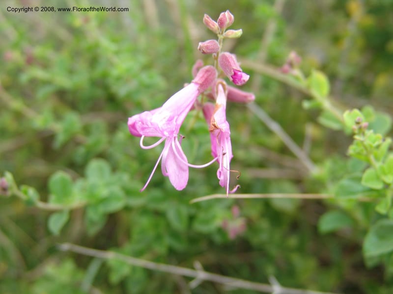 Syncolostemon rotundifolius--So.Africa. E. Cape. Umtamvuna Nat. Res. 11 Mch 05. 056.jpg