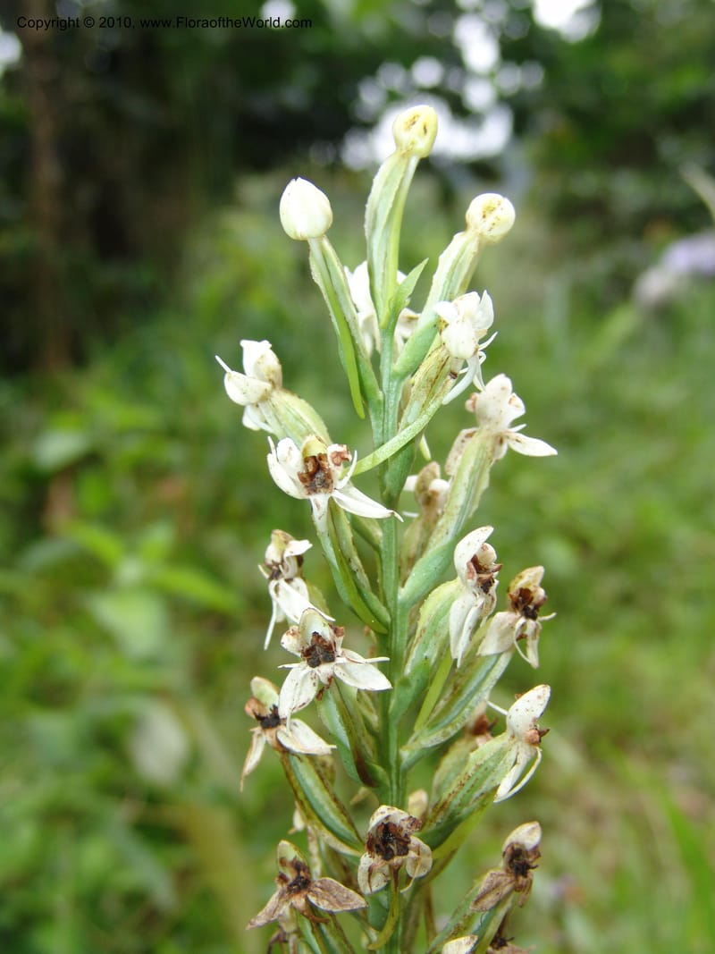 Habenaria, Croat 96282--Ecuador. Prov. Pichincha. La Union-Chiriboga-Quito. 22 Mar 06. 180 (5).jpg