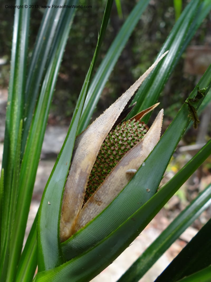 Pandanus dorystigma, Callmander 1015--Malaysia, Sarawak. Bako Nat. Park. Lintang Trail. 30 Mar 2012.  NDSC06186 (132).JPG