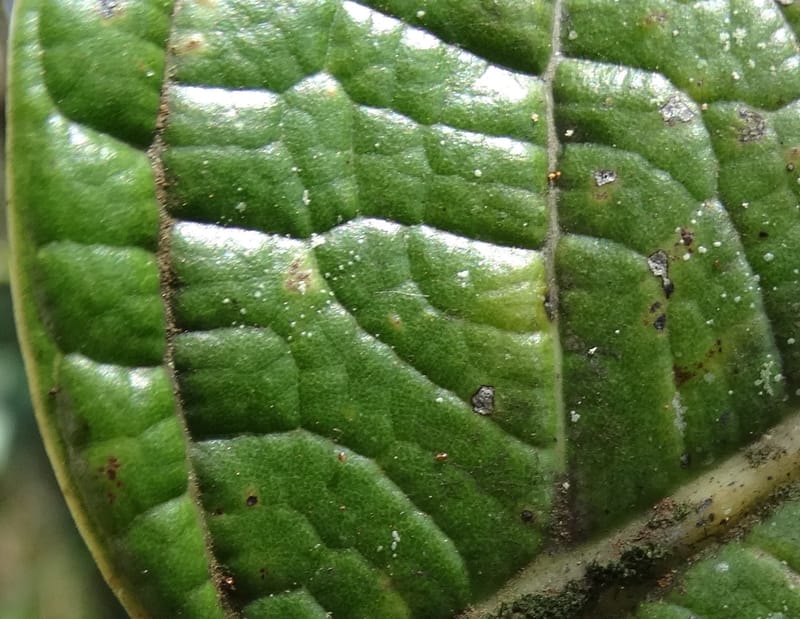 Cryptocarya constricta, Munzinger, J 7371--Fiji. Wailevu Rd. 6 Nov 2015. DSC09846 (13).JPG