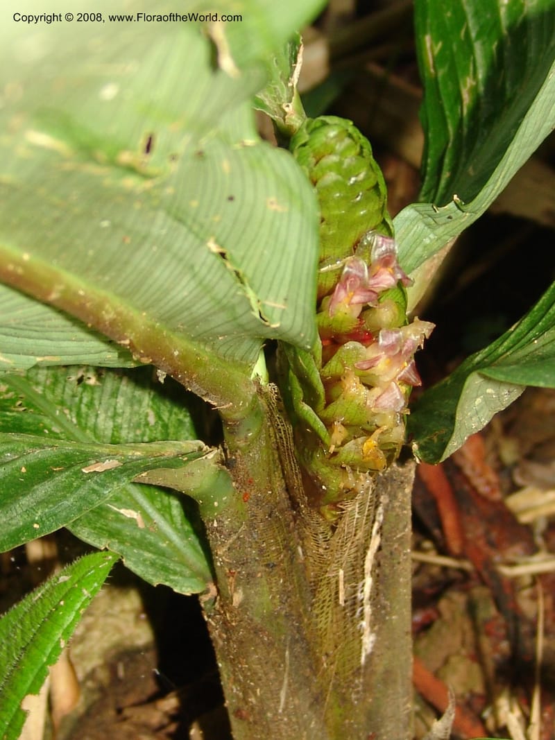 Calathea, RVasquez33009--Peru. Pillcopata. Qbda Pini Pini. 29 Oct 07. 898.jpg