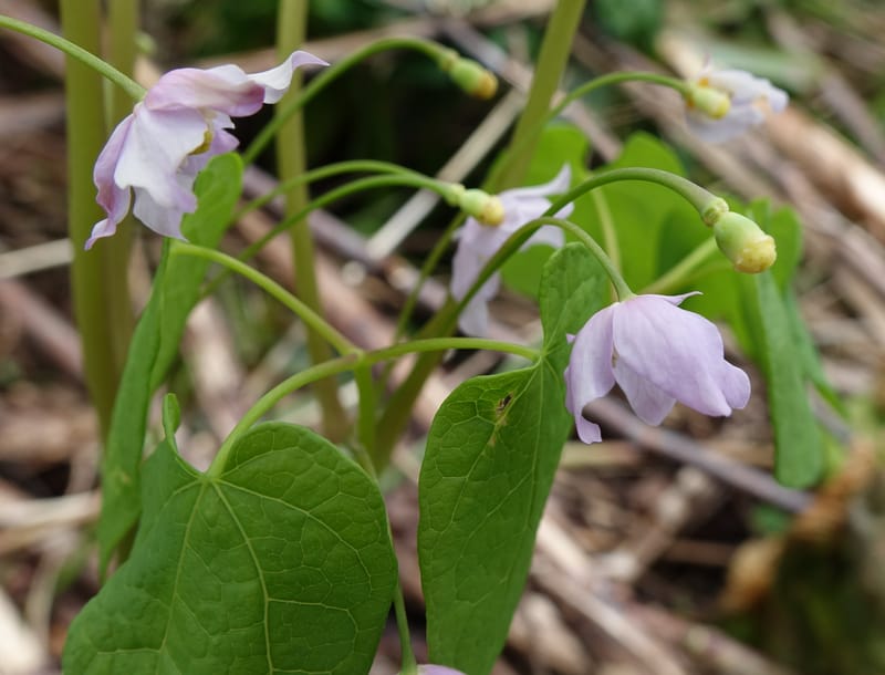 Ranzania japonica--Japan. Myoko Kenmin-no-mori. Hiuchiyama Trial. 27 May 2016.  (140).JPG