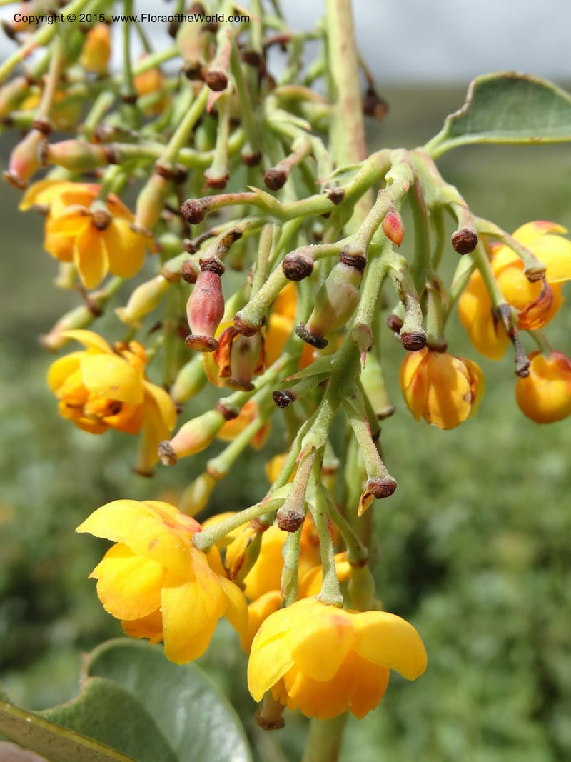Berberis jamesonii, Ulloa, C 2504--Ecuador. Antesana. Lga. Sta. Lucia. 24 Apr 2015. DSC02778 (137).JPG