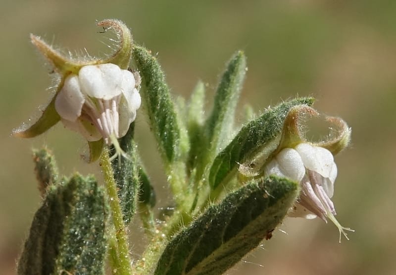 Hermannia tomentosa, L. Nanyeni 1231--Namibia. Hwy D1228, stop 1. DSC03368 (7).JPG