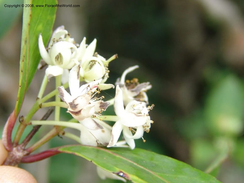 Pseudoscolopia polyantha--So.Africa. E. Cape. Umtamvuna Nat. Res. 11 Mch 05. 109.jpg
