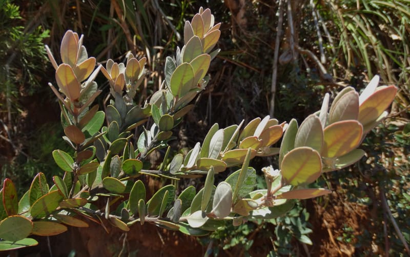 Gossia alaternoides, Callmander, M 1273--New Caledonia. PinPin. 20 Nov 2015. DSC03938 (354).JPG
