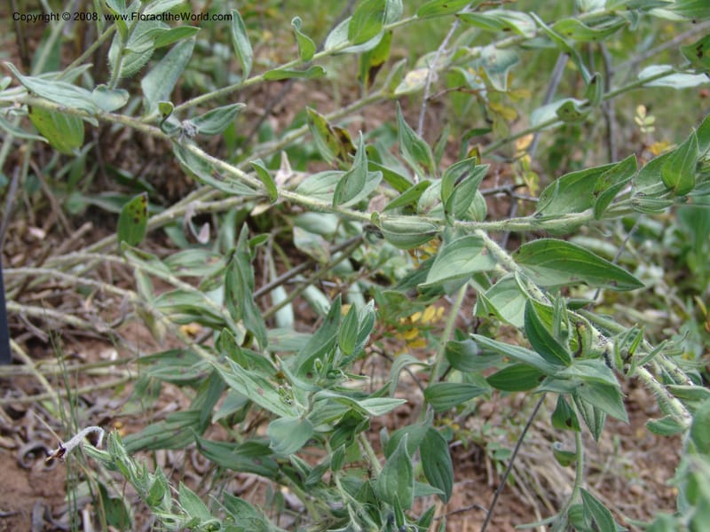Macromeria viridiflora--AZ. Arboretum at Flagstaff. 3 Sep 04. 159.jpg