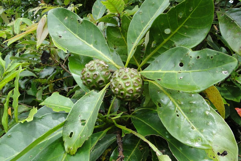 Morinda billardierei, J. Munzinger 6530--New Caledonia. Tchamba River Valley. 15 Feb 2011. 261 (5).jpg