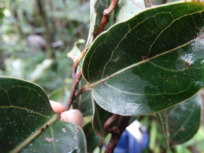 Cryptocarya turbinata, Munzinger, J 7359--Fiji. Waisali Rainf. Reserve. 4 Nov 2015. DSC08848 (111).JPG