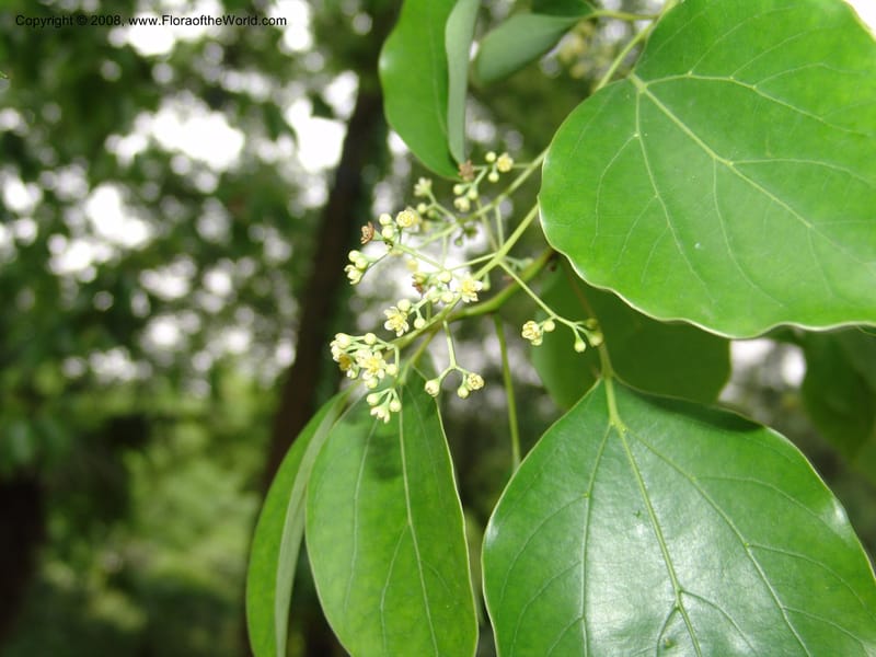 Cinnamomum camphorum, 0509209807031--China. Hubei. Wuhan Botanical Garden. 24 Apr 07. 001.jpg