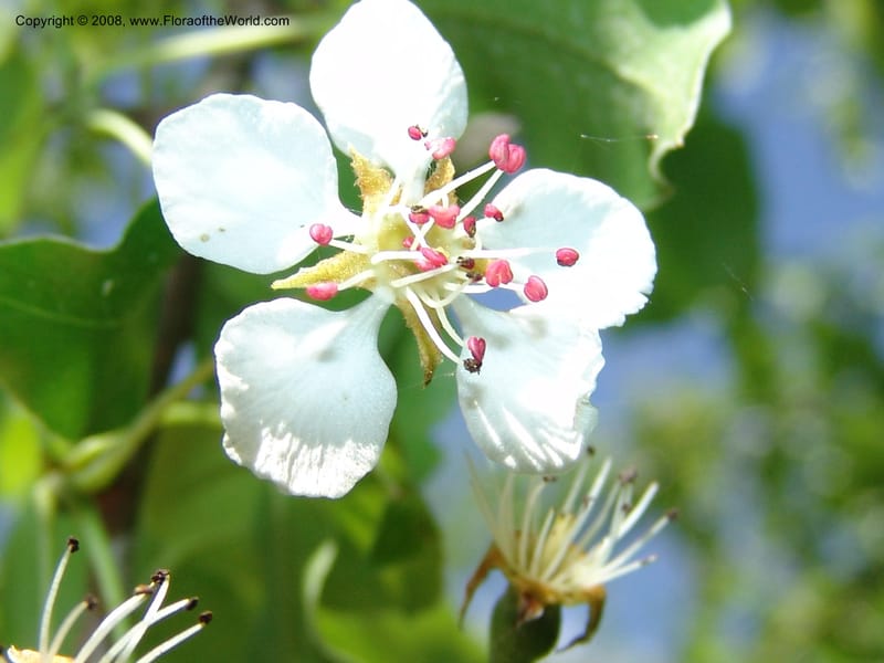 Pyrus caucasica--Georgia. Bakuriani Botanical Garden. 7 Jun 05. 069.jpg