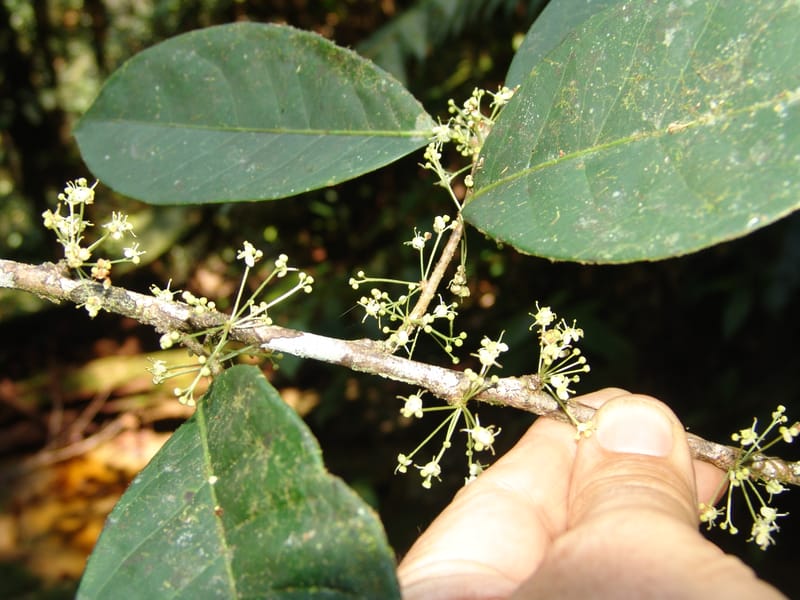 Ilex maxima, Neill 15795--Ecuador. Z.C. Margin of Rio Nangaritza. 17 Sep 07. 206 (14).jpg