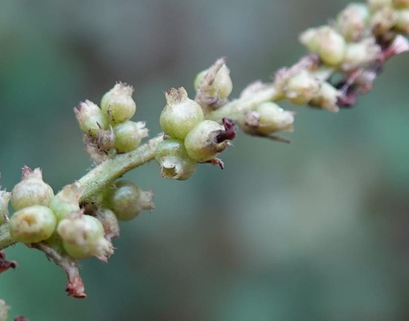Wendlandia ligustrina, D. Boufford 44129--China. Yunnan. Meizi Lake Park. 3 May 2018. DSC01424 (239).JPG