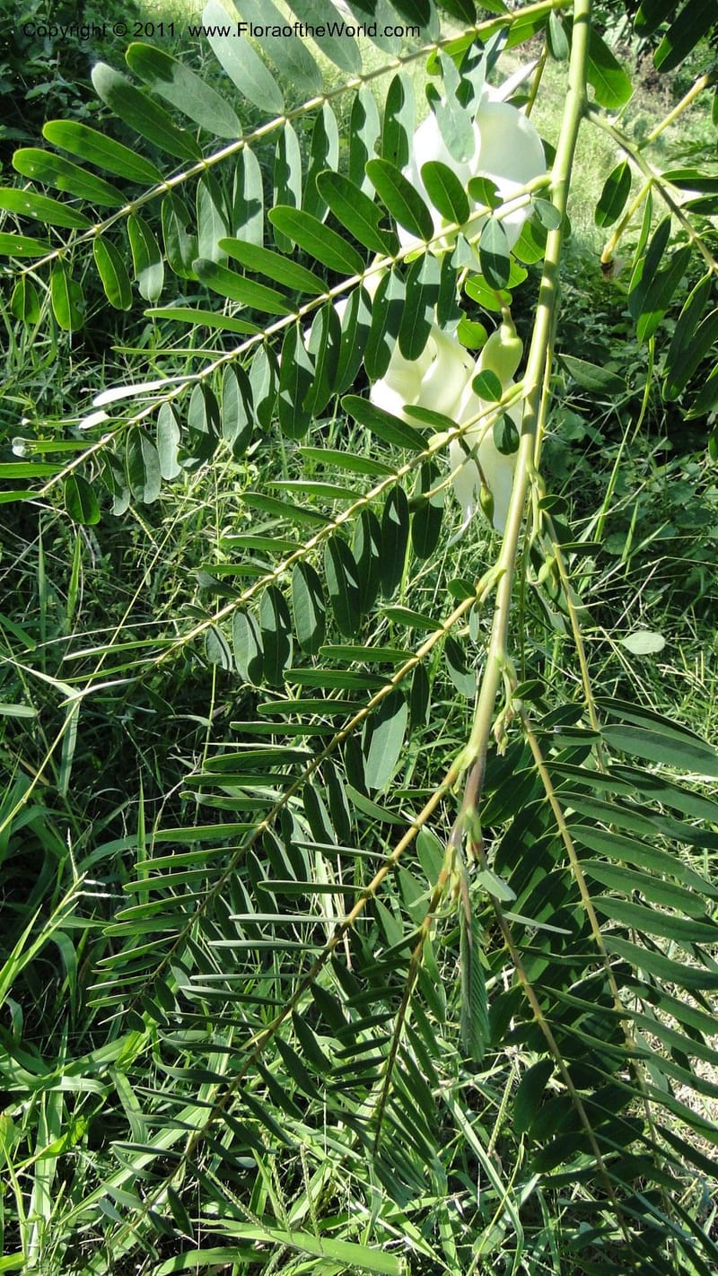 Sesbania grandiflora, Gereau--Tanzania. Univ. of Dar es Salaam. 9  May 2010 367 (29).jpg