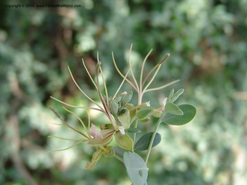 Cadaba mirabilis--Ethiopia. Bio, 6 km N of Modjo, rd twd Debre Zeit. 14 Jul 04. 069.jpg