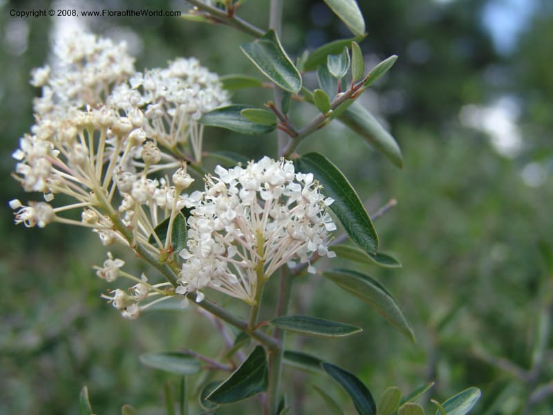 Ceanothus fendleri--AZ. Arboretum at Flagstaff. 3 Sep 04. 177.jpg