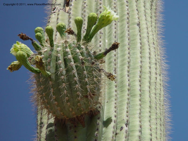 Carnegiea gigantea--AZ. 70 mi N of Phoenix on Hwy 17. 5 Jun 03. 002.jpg
