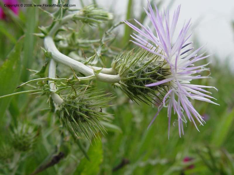 Galactites tomentosa--Spain. Prov. Granada. 6 km S Jct. Albondon-Albunol, C333. 15 Apr 04. 017.jpg