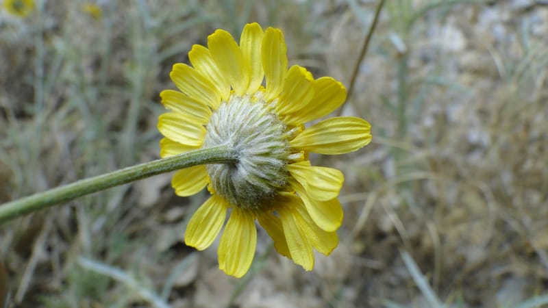 Anthemis tinctoria, 4.10--Iraq. Kurdistan. Shakh-i Sakran. 19 June 2010. 124 (4).jpg