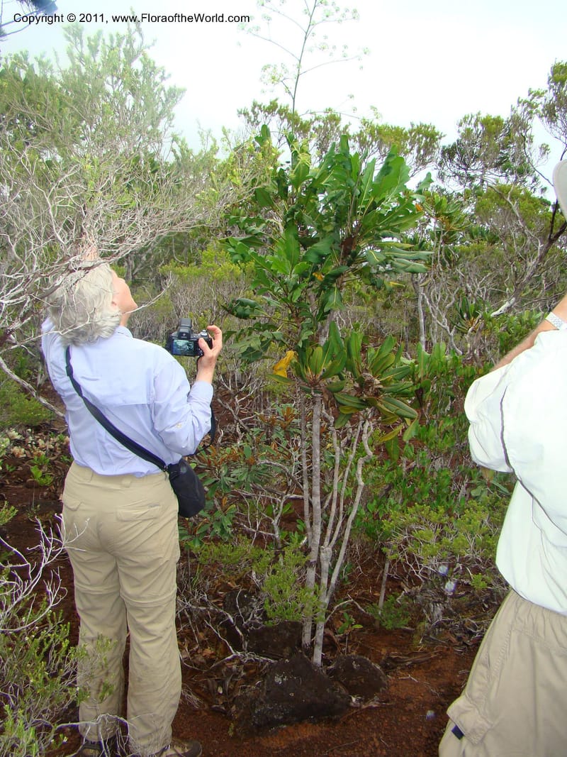Myodocarpus crassifolius--New Caledonia. Pl des Lacs. Ca. Grand Lac. X fraxinifolius. 21 Jan 2010. 293 (283).jpg