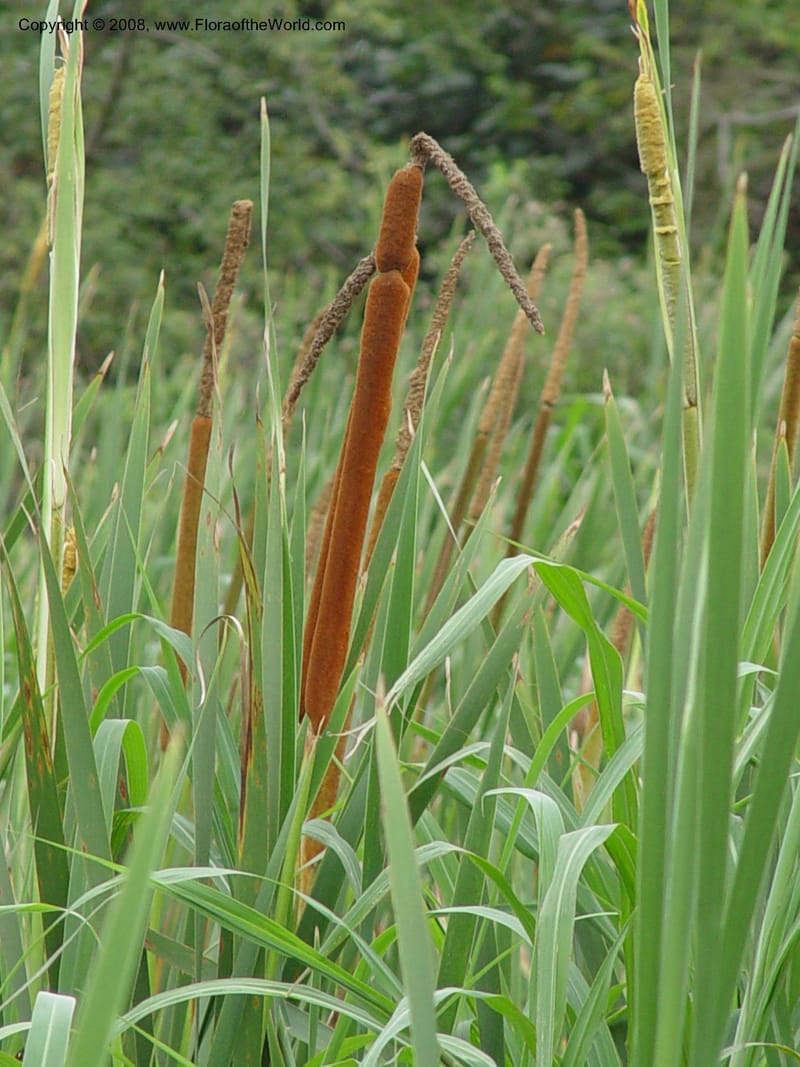 Typha capensis--So. Africa. Durban. Zimbali Golf Estates. 3 Oct 03. 008.jpg