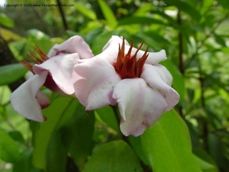 Strophanthus gratus--Cameroon. Limbe Botanic Garden. 4 Dec 03. 158.jpg