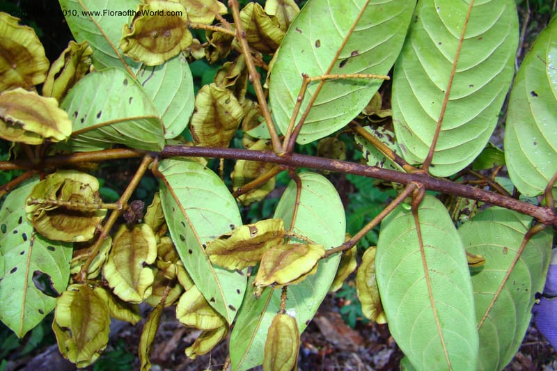 Combretum, Vasquez 34674--Peru. Loreto. Dist. Nauta. Miraflores, Rio Tigre. 8 Nov 08. 093.jpg