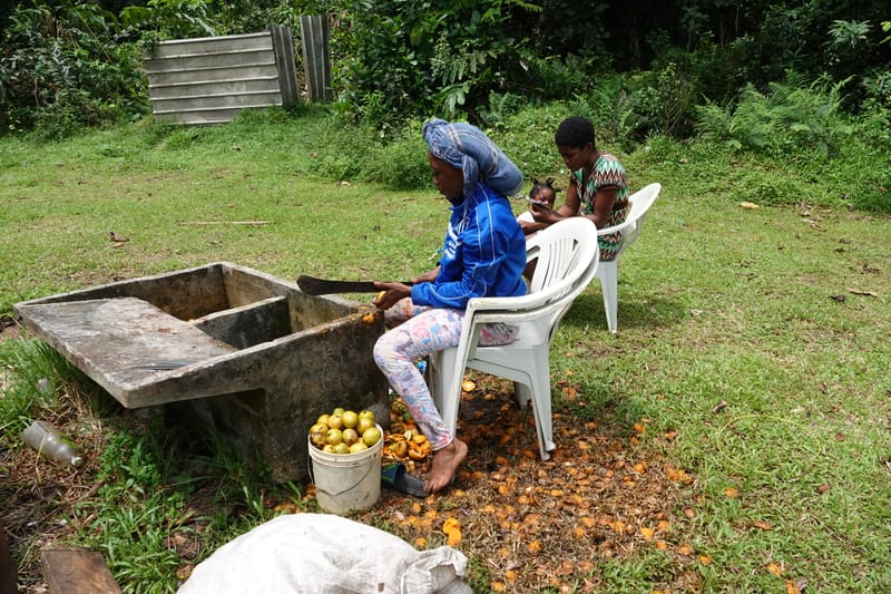 Irvingia gabonensis, C. Davidson 13929--Gabon. Missome Village. 31 Oct 2018. DSC00817 (107).JPG