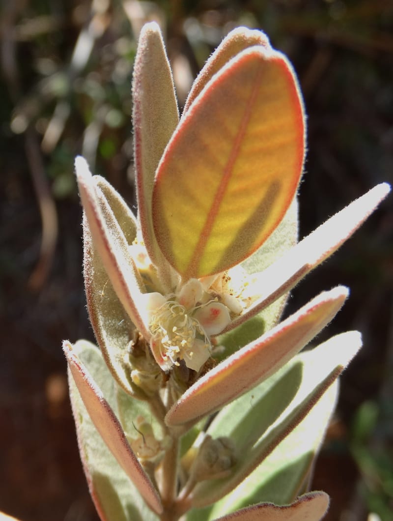 Gossia alaternoides, Callmander, M 1273--New Caledonia. PinPin. 20 Nov 2015. DSC03938 (358).JPG