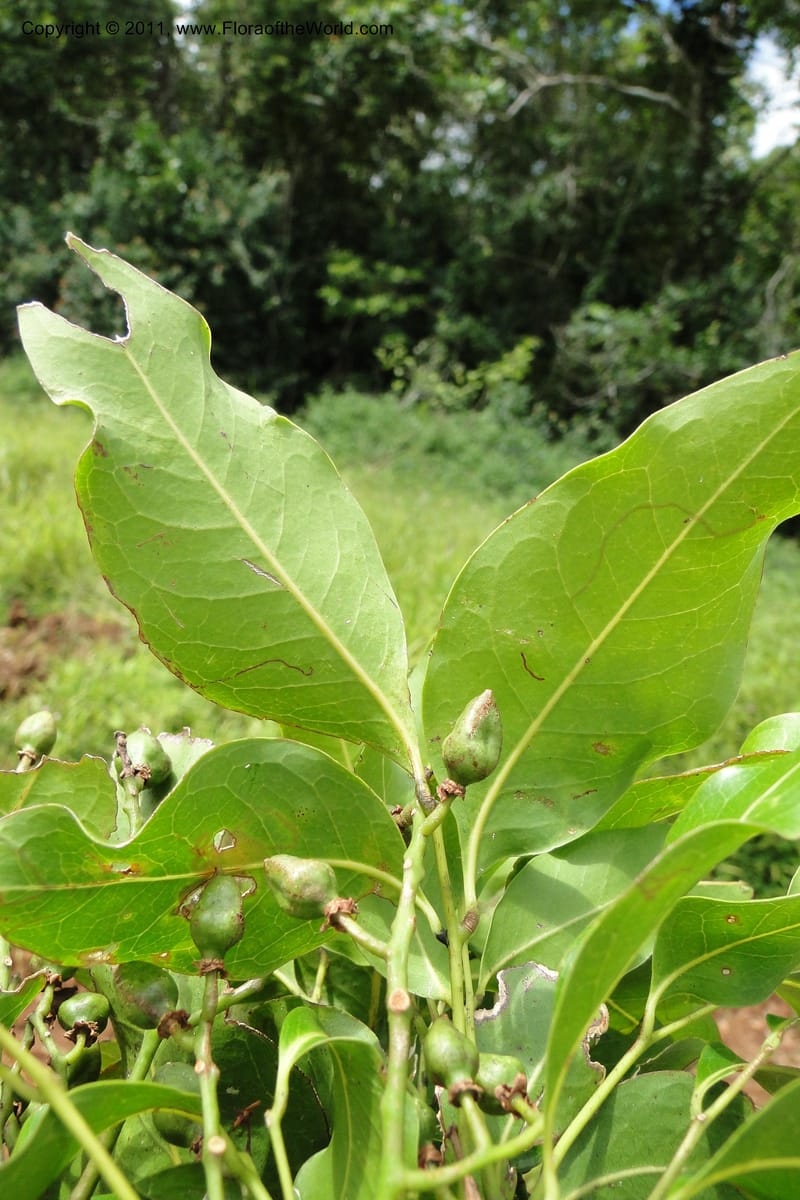 Sapindus vitiensis, S. Buerki 181--Fiji. Nadarivatu Nature Reserve. 10 Feb 2011. 026 (235).jpg