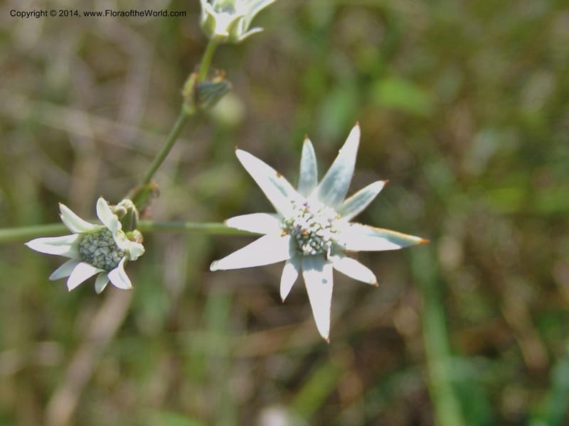 Alepidea longifolia--So.Africa. E. Cape. Umtamvuna Nat. Res. 11 Mch 05. 297 (3a).jpg