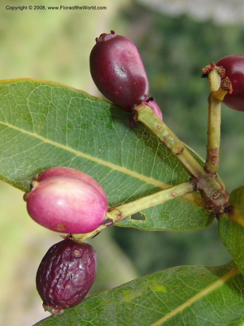 Syzygium cordatum--So.Africa. E. Cape. Umtamvuna Nat. Res. 11 Mch 05. 277.jpg