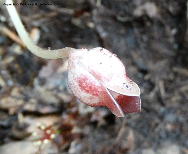 Asarum, Boufford, D 43xxx--China. Sichuan. LiXian. MiYaLuo. 9 May 2014. DSC04513 (255).JPG